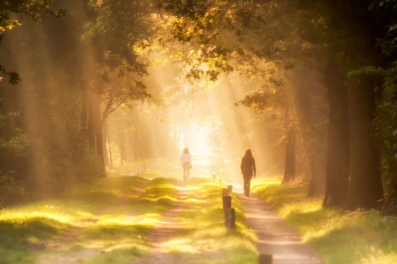 Two people walking along a sunlit forest path in early morning