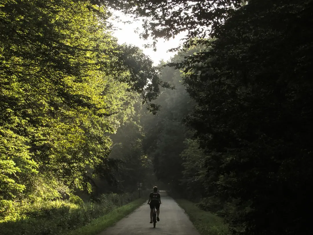 Cyclist riding alone down a sunlit tree-lined road